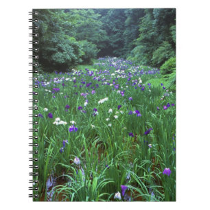 Hana Shobu (Japanischer Wassereiris), Meiji Shrine Notizblock