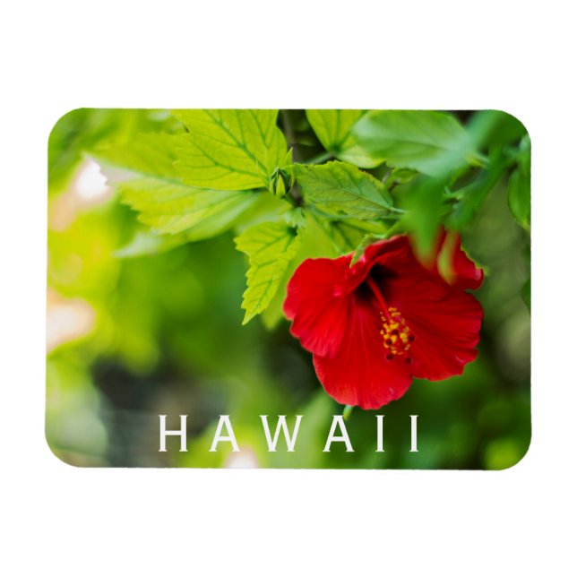 Hanalei Red Hibiskus Tropical Blume Magnet (Horizontal)