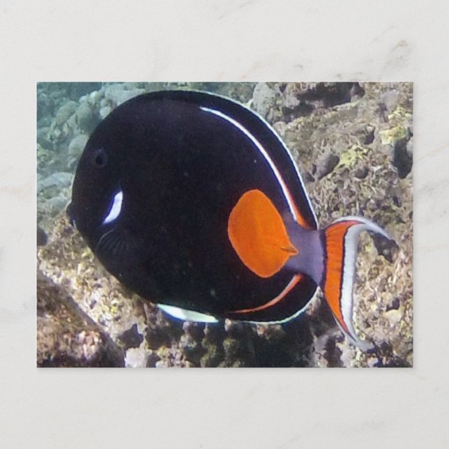 Hanauma Bay - Achilles Tang Fish Postkarte (Vorderseite)