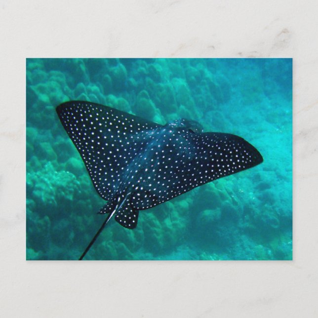 Hanauma Bay Gepunktet Eagle Ray Postkarte (Vorderseite)
