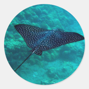 Hanauma Bay Hawaii Gepunktet Eagle Ray Runder Aufkleber