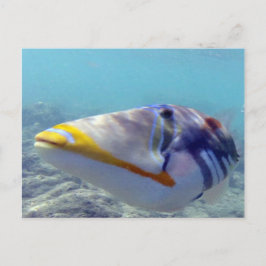 HANAUMA BAY HAWAII - Humuhumunukunukuapua'a Postkarte