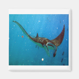 Hanauma Bay Hawaii Manta Ray Magnet