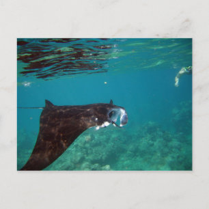 Hanauma Bay Hawaii Manta Ray Postkarte