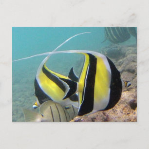 Hanauma Bay Hawaii Moorish Idol Postkarte