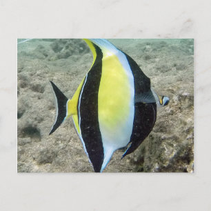 Hanauma Bay Hawaii Moorish Idol Postkarte
