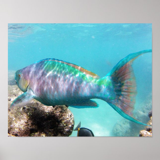 Hanauma Bay Hawaii Parrot Fish Poster (Vorne)