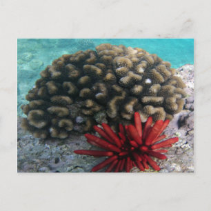 HANAUMA BAY HAWAII - Schiefergestein Urchin Postkarte