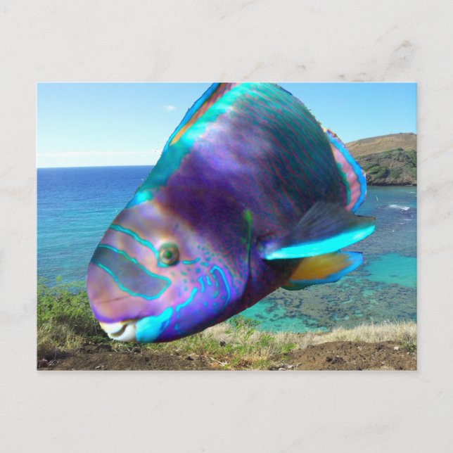 Hanauma Bay Oahu Hawaii Parrot Fish Postkarte (Vorderseite)