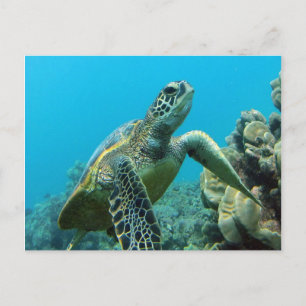 Hanauma Bay Turtle Postkarte