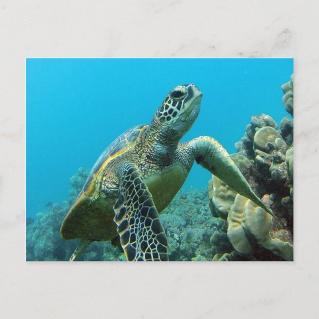 Hanauma Bay Turtle Postkarte (Vorderseite)