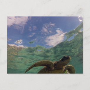 Hanauma Bay Turtle Postkarte
