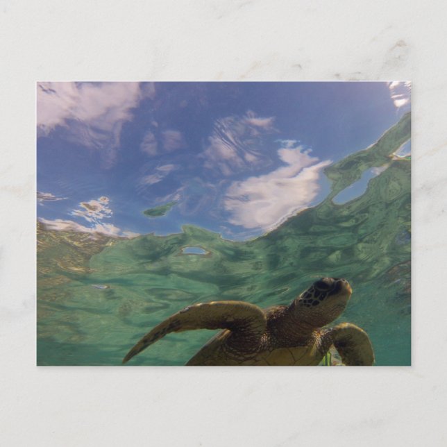 Hanauma Bay Turtle Postkarte (Vorderseite)