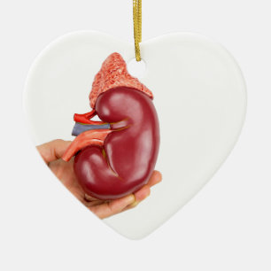 Hand, die Nierenmodell auf weißem Hintergrund hält Keramikornament