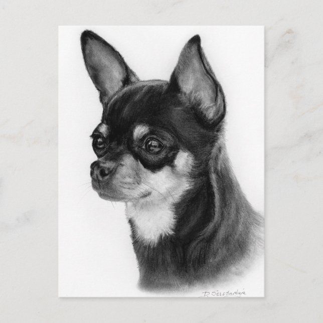 Hand Drawn Chihuahua Head Study Postkarte (Vorderseite)