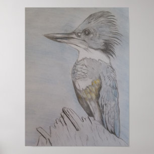 Hand Sketched Belted Kingfisher Poster