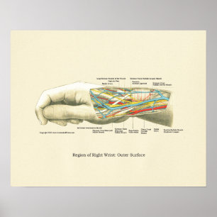 Hand-u. Handgelenk-internes Anatomie-Plakat Poster
