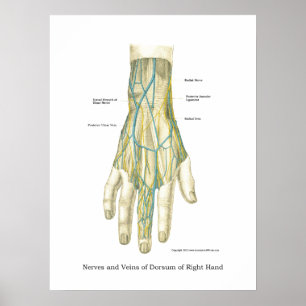 Hand-u. Handgelenk-internes Anatomie-Plakat Poster