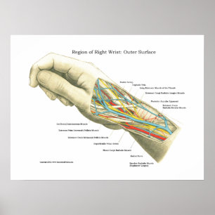 Hand-u. Handgelenk-internes Anatomie-Plakat Poster