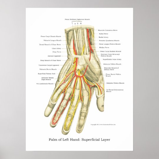 Hand U Handgelenk Internes Anatomie Plakat Poster Zazzle At