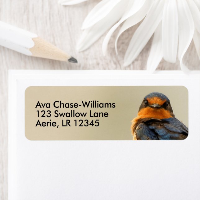 Handelsstares mit einem Swallow Songbird (Insitu)