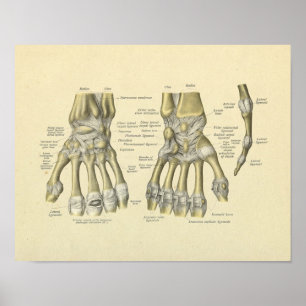 Handgelenk Finger Anatomie Knochen Druck Poster