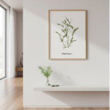 HandGezeichnet Chara fragilis Seaweed Poster