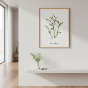 HandGezeichnet Chara fragilis Seaweed Poster