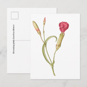 Handgezeichnete blühende rosa Dianthus-Blume  Postkarte