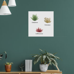 Handgezeichnete Cladophora, Ektocarpus Seetang Poster