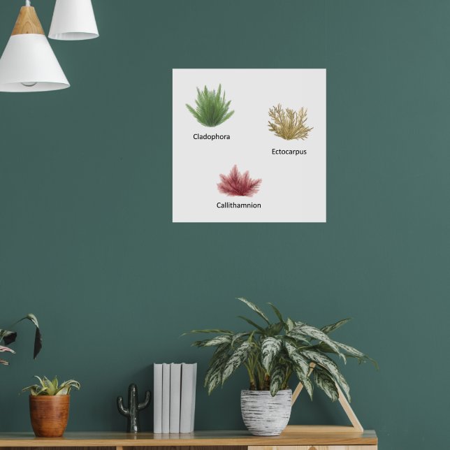 Handgezeichnete Cladophora, Ektocarpus Seetang Poster (Wohnzimmer 1)