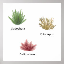 Handgezeichnete Cladophora, Ektocarpus Seetang Poster