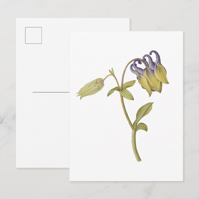Handgezeichnete gewöhnliche Akelei-Blume Postkarte (Vorne/Hinten)