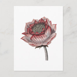 Handgezeichnete Lotus-Illustration  Postkarte