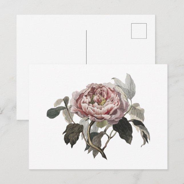 Handgezeichnete rosa Kohlrose Postkarte (Vorne/Hinten)