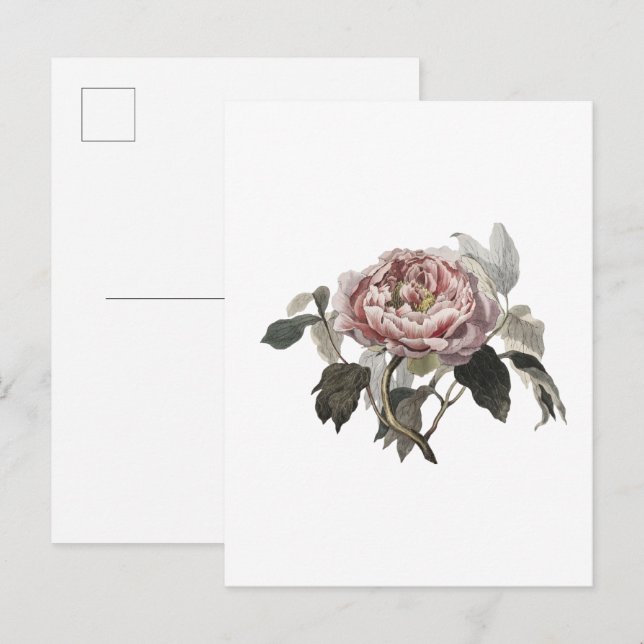 Handgezeichnete rosa Kohlrose. Postkarte (Vorne/Hinten)