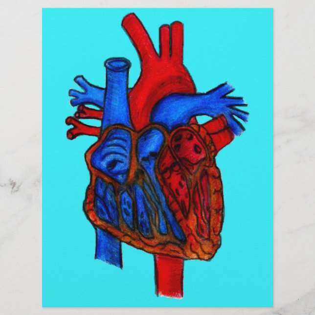 Handgezeichnetes Aqua Anatomisches Herz (Vorderseite)