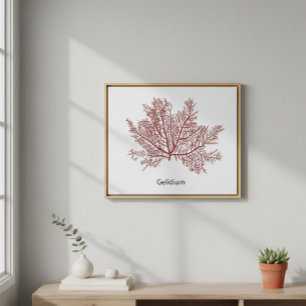 Handgezeichnetes Gelidium-Seetang Poster
