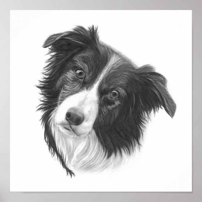 Handgezeichnetes Grenz-Collie-Dog-Portrait Poster (Vorne)