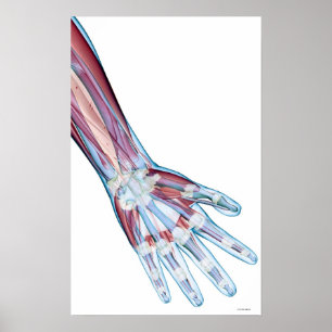 HandLigamente Poster