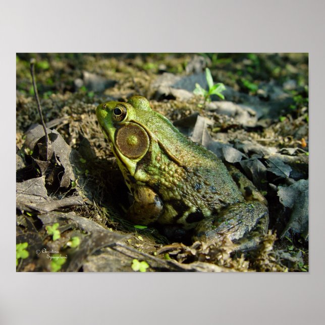 Handsome Bullfrog Poster oder Print (Vorne)