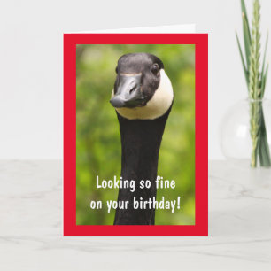 Handsome Canada Goose Funny Birthday Card Karte