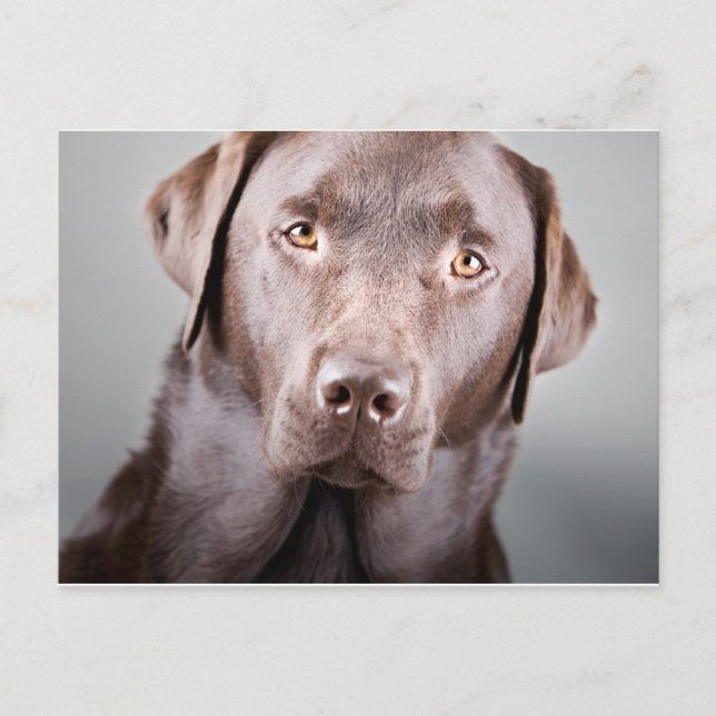 Handsome Chocolate Labrador Postkarte (Vorderseite)