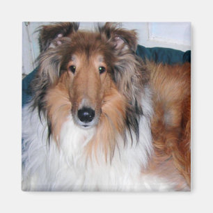 HANDSOME COLLIE MAGNET