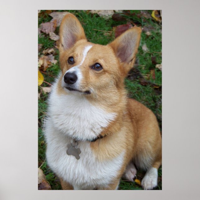 Handsome Corgi Poster (Vorne)