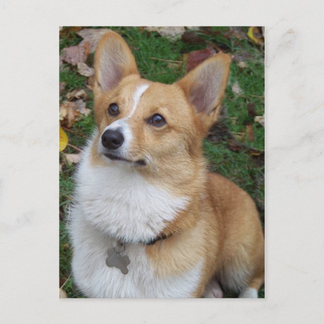 Handsome Corgi Postkarte (Vorderseite)