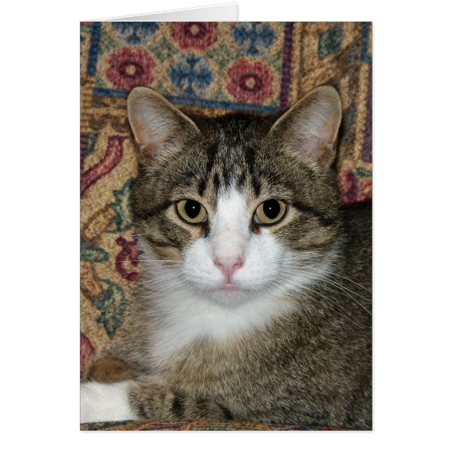 Handsome Fellow (Vorne)