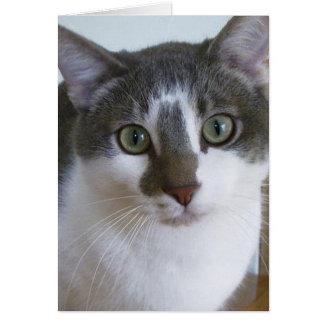 Handsome Grey and White cat (Vorne)