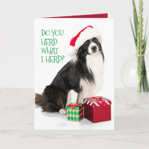Handsome Herding Border Collie and Christmas Gifts Feiertagskarte