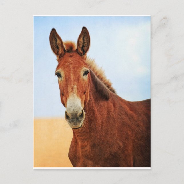 Handsome Jackass Postkarte (Vorderseite)